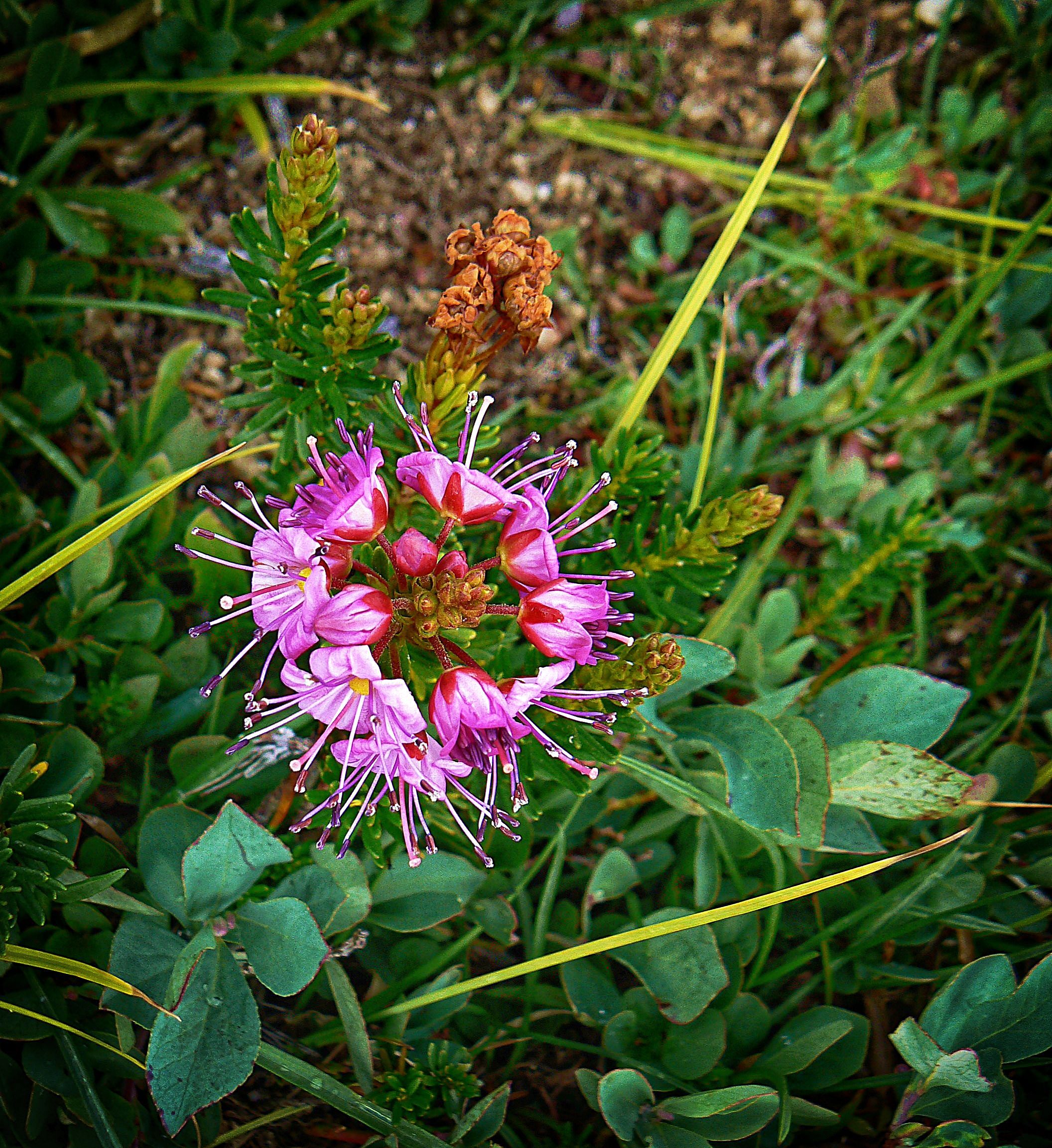 Alpine Bog Laurel